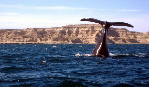 Video: paseaban en kayak y se subieron a una ballena