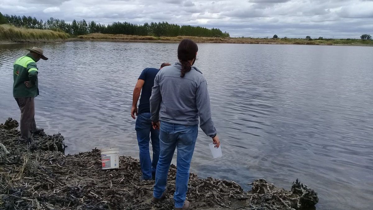 Analizan los motivo de la mortandad de peces en el El VIvorón.