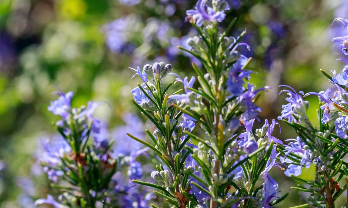 Con sus flores, la planta de romero puede embellecer tu jardín. Con sus flores, la planta de romero puede embellecer tu jardín. 