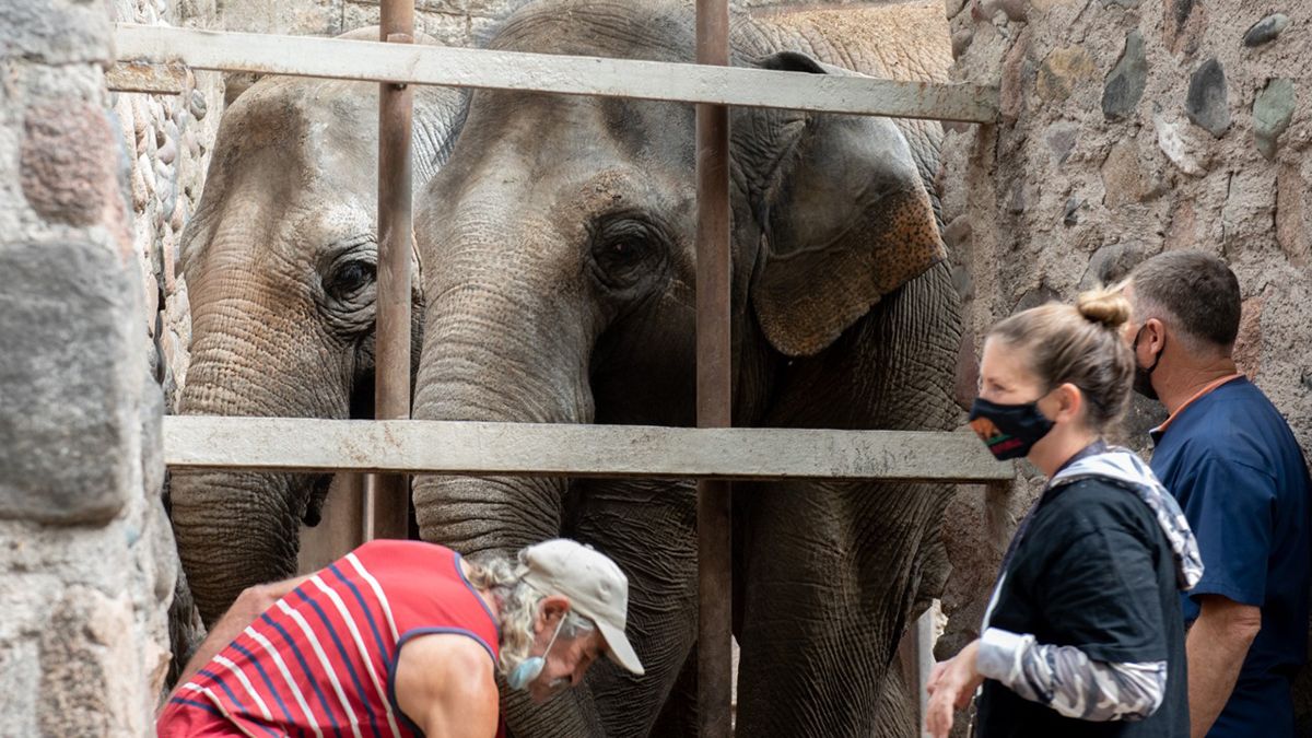 Las elefantas del ex Zoo tendrán una nueva vida en un santuario ubicado el estado central de Mato Grosso, en Brasil.