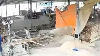 Conmoción en el aserradero: impresiona el video del accidente del operario que cayó en una sierra industrial Conmoción en el aserradero: impresiona el video del accidente del operario que cayó en una sierra industrial