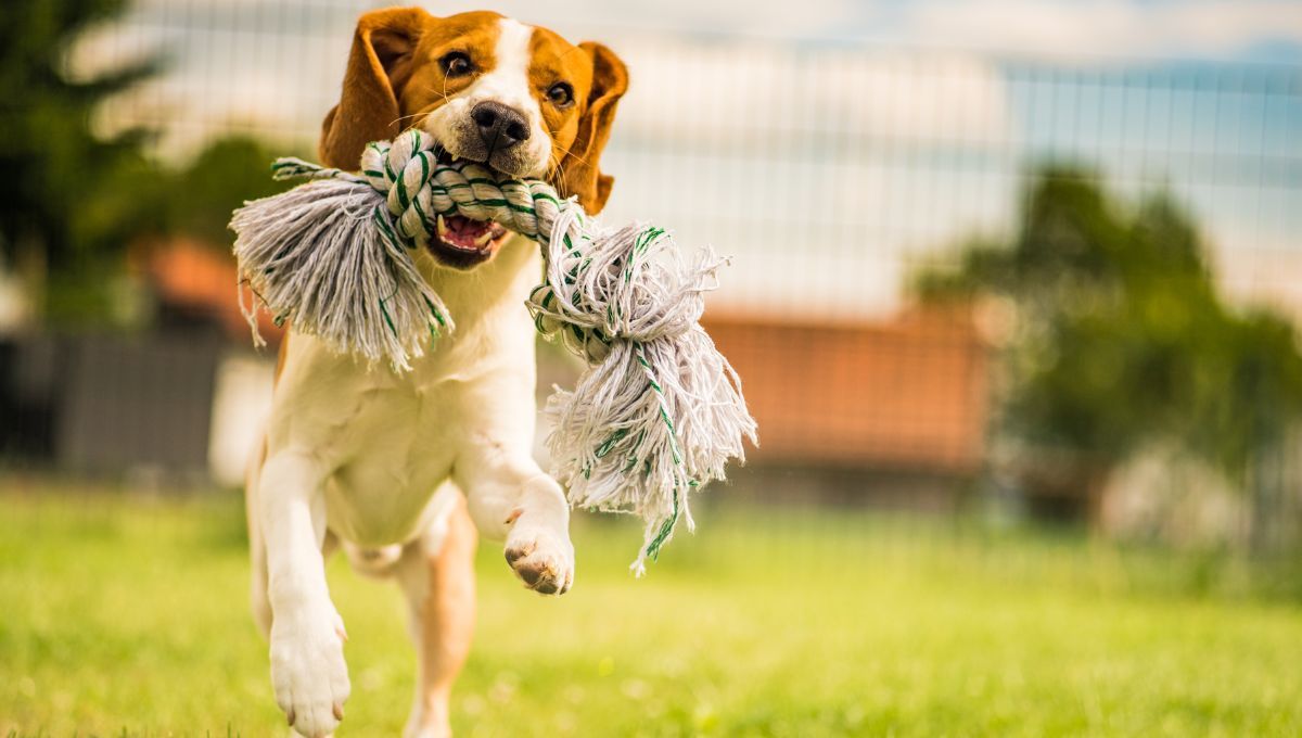 Usando remeras viejas puedes crear un hermoso juguete para perro.  Usando remeras viejas puedes crear un hermoso juguete para perro. 