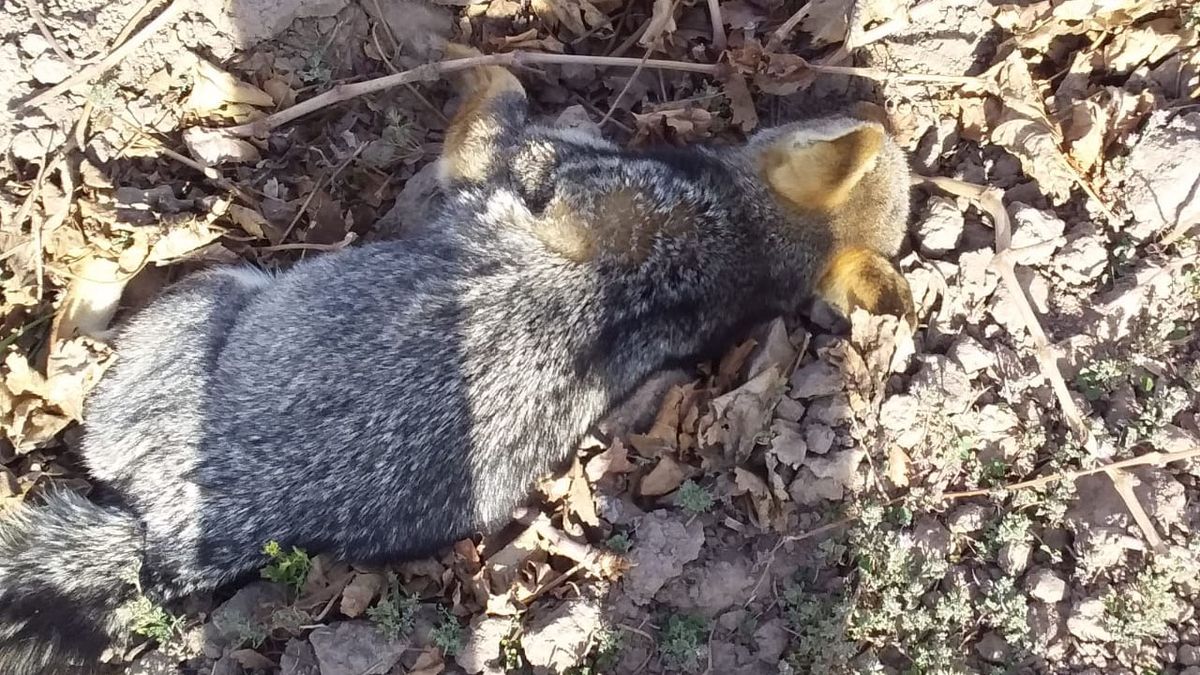 Un zorro gris, dos chimangos y cuatro perros domésticos murieron e investigan si fue por el mal uso de agrotóxicos. Un zorro gris, dos chimangos y cuatro perros domésticos murieron e investigan si fue por el mal uso de agrotóxicos.