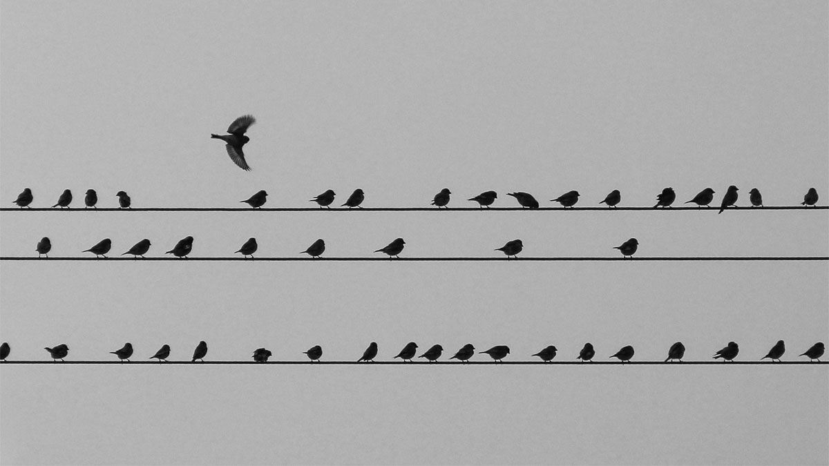 Por qué a los pájaros no les da la electricidad cuando se posan sobre los cables