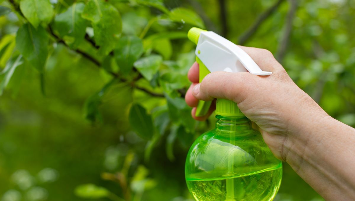 El fertilizante casero que ayuda a crecer los frutos 