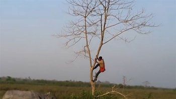 Un rinoceronte furioso persigue a un hombre hasta un árbol