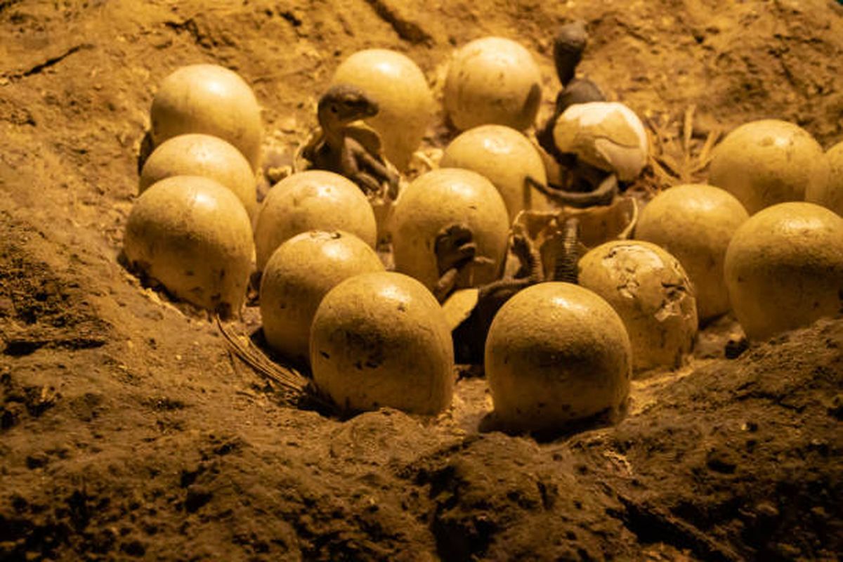 Científicos realizaron un impactante descubrimiento con este huevo fósil de dinosaurio. Científicos realizaron un impactante descubrimiento con este huevo fósil de dinosaurio.