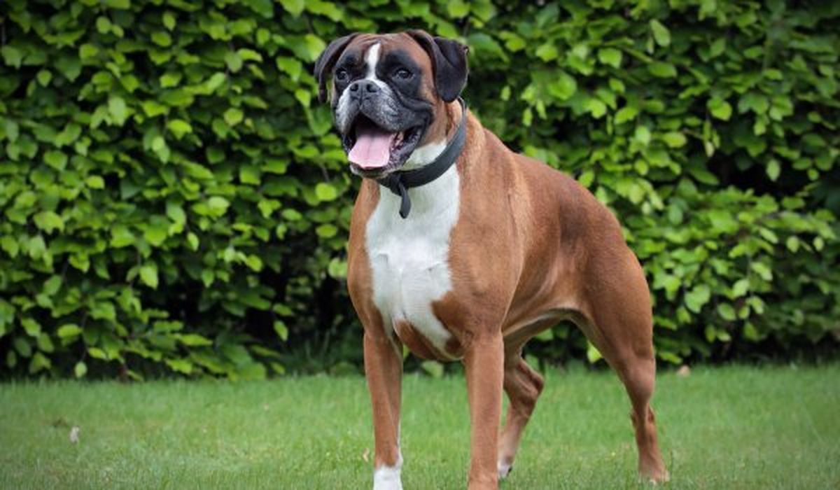 Esta raza de perro puede desarrollar problemas respiratorios.&nbsp;