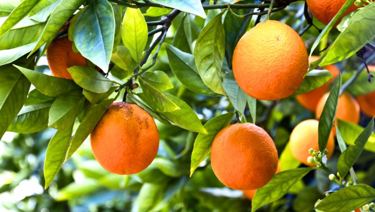 Gracias a una serie de consejos, puedes obtener tus propias naranjas en casa.