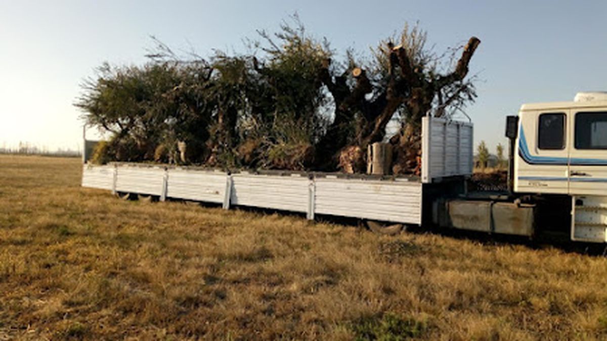 El traslado de los olivos se realiza mediante una técnica especial para que no se dañen las raíces. El traslado de los olivos se realiza mediante una técnica especial para que no se dañen las raíces.