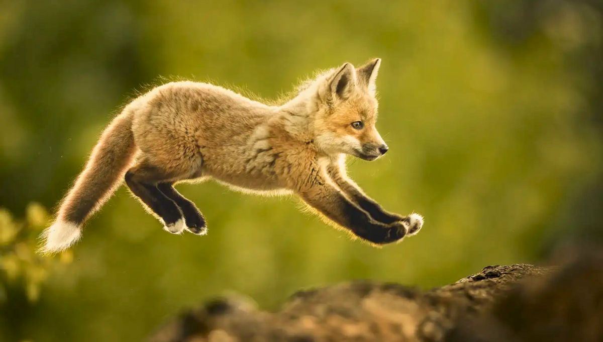 Un zorro rojo dando sus primeros saltos