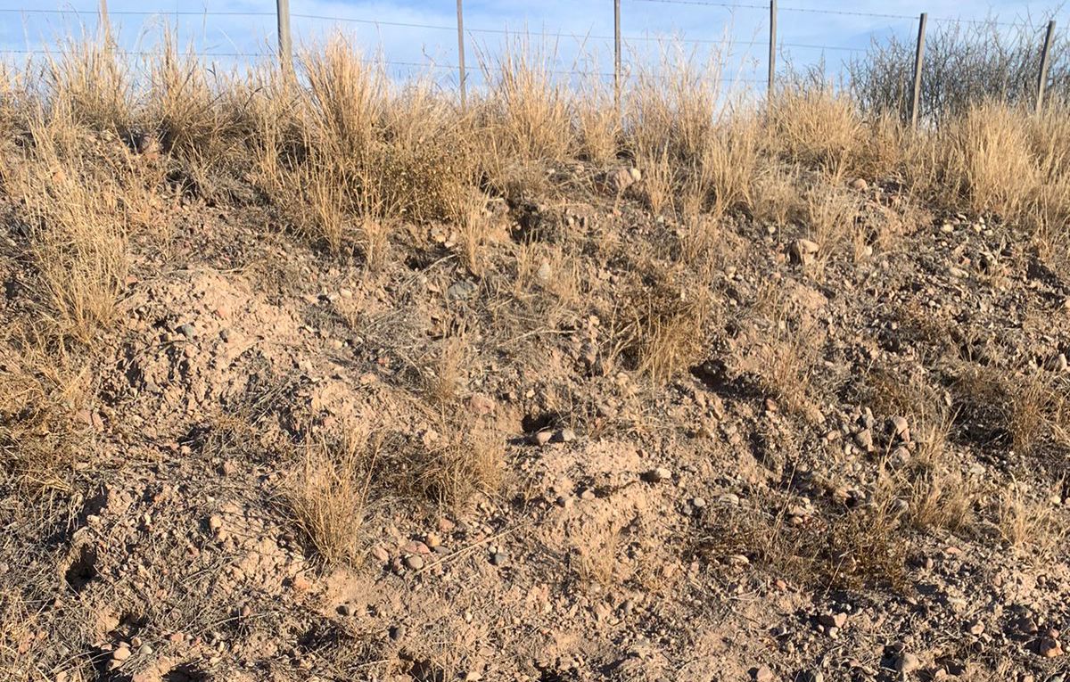 El nido de los tuco-tuco que habitan en una finca en Agrelo, corredor natural. El nido de los tuco-tuco que habitan en una finca en Agrelo, corredor natural.