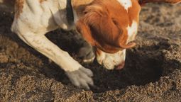 Casi todos los perros suelen hacer pozos, sin que esto signifique que se está por morir.