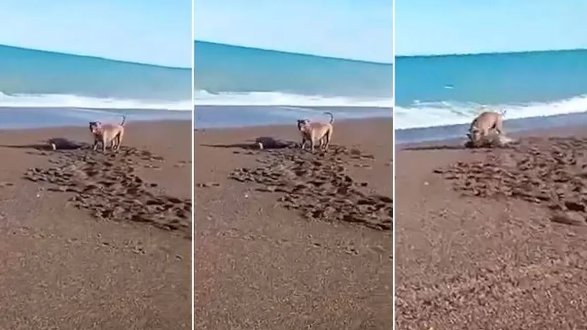 Sin control. Un perro de raza pitbull atacó e hirió a una cría de lobo marino en Chubut. Sin control. Un perro de raza pitbull atacó e hirió a una cría de lobo marino en Chubut. 