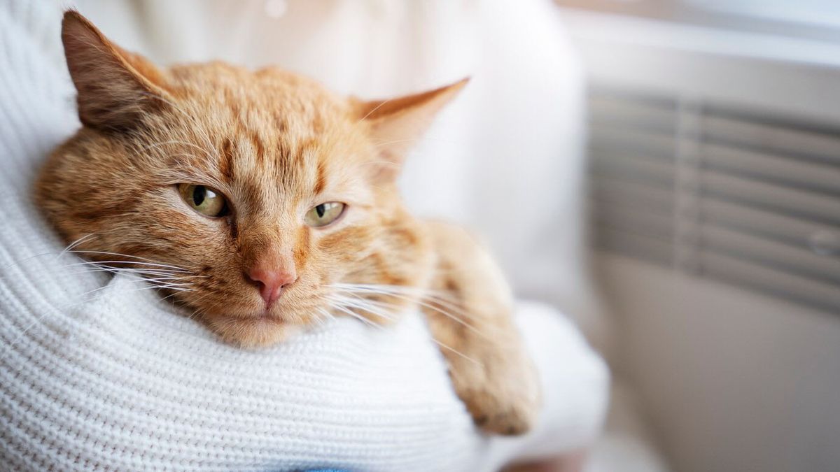 En la última etapa de sus vidas, muchos gatos suelen acercarse mucho más a sus dueños.