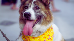Estas son las razones por las que cada vez más mascotas utilizan un pañuelo amarillo