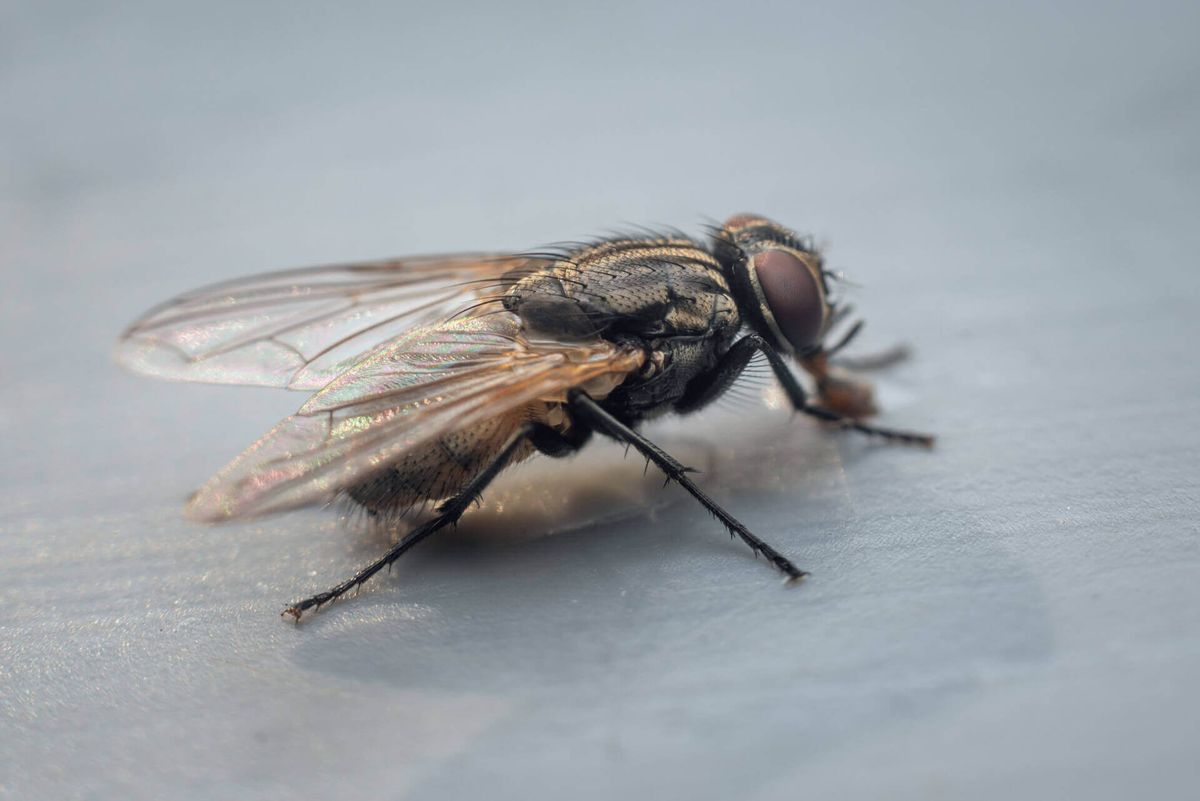 Las moscas son insectos muy molestos