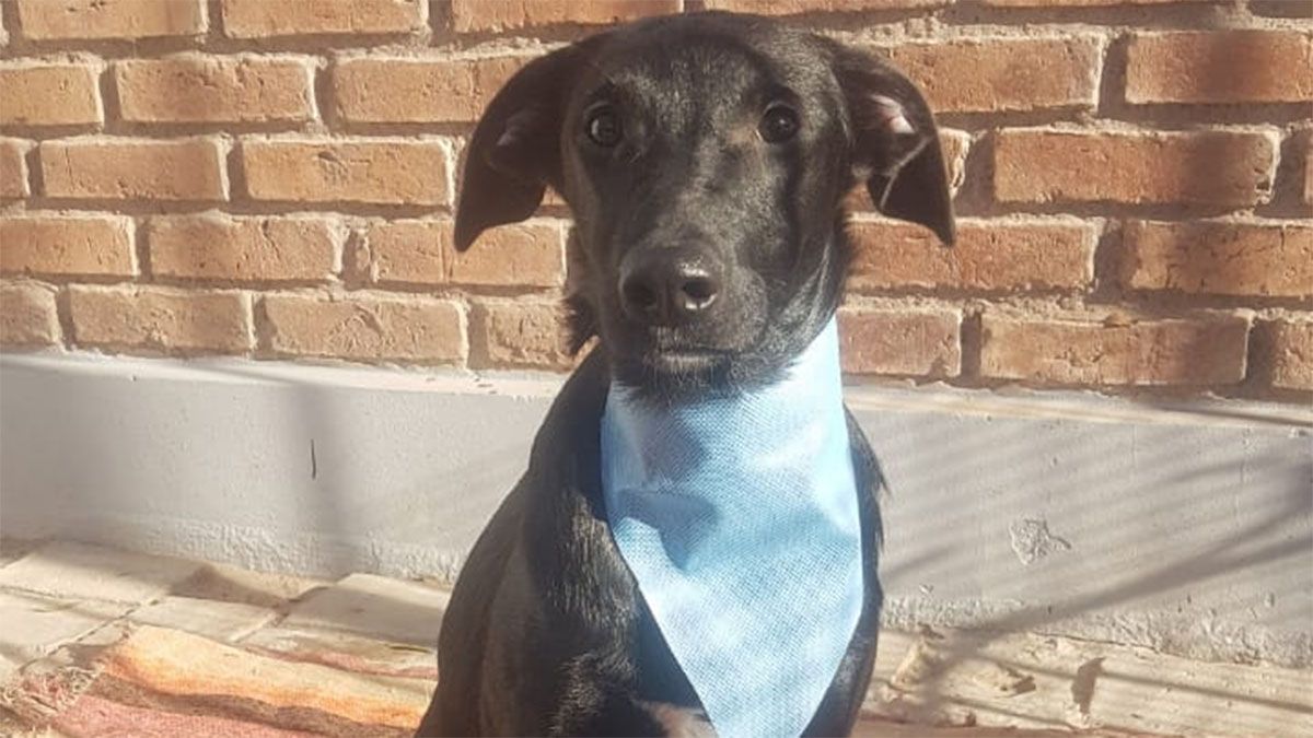 Baloo tiene 9 meses y es un perrito muy especial.