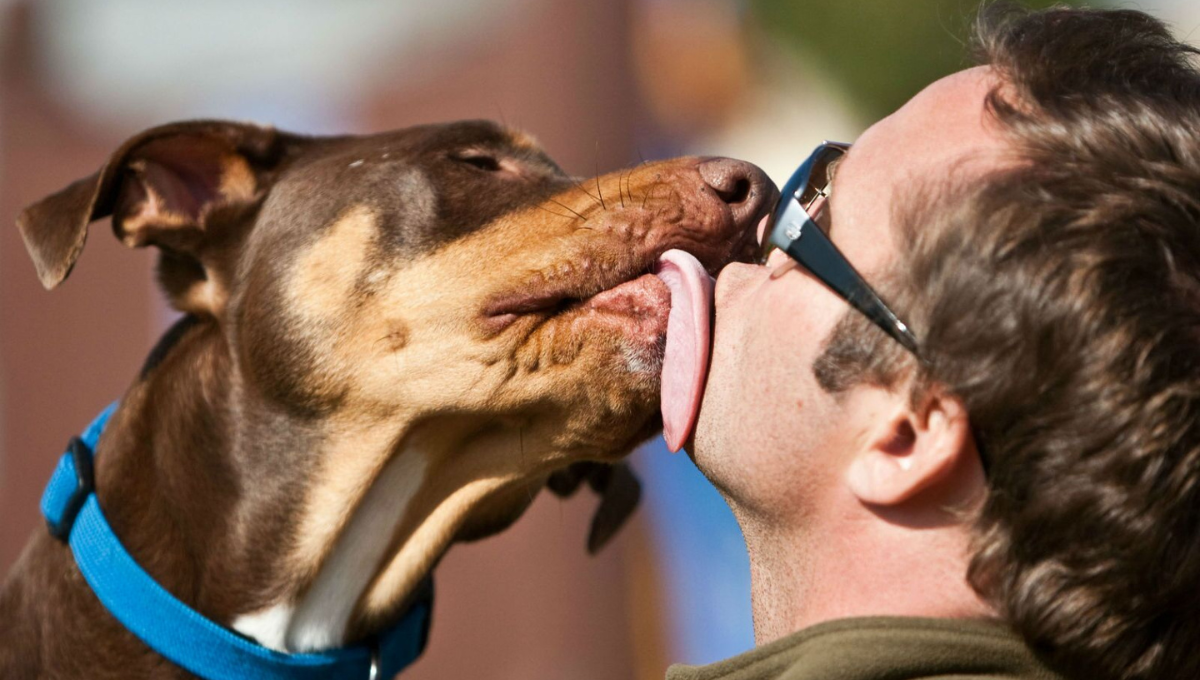 Toma nota: qué significa que tu perro te lama