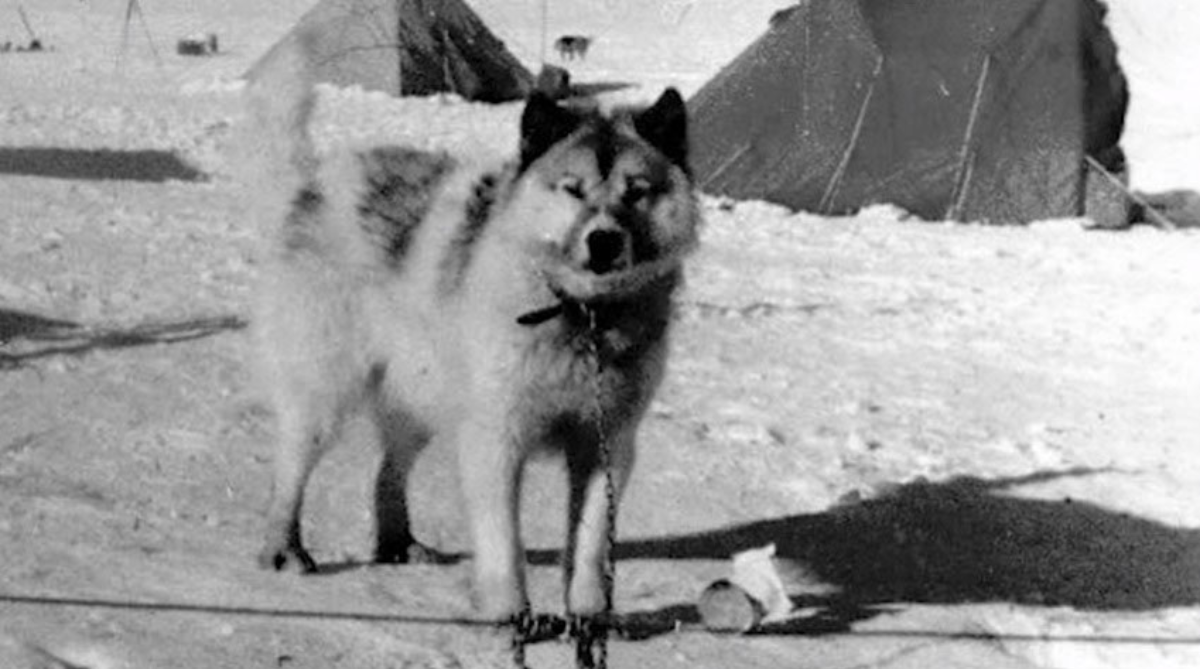 Los animales estaban especialmente preparados para el frío y algunas fuentes aseguran que toleraban temperaturas de -40 o menos. Foto: Fundación Marambio (www.marambio.aq)