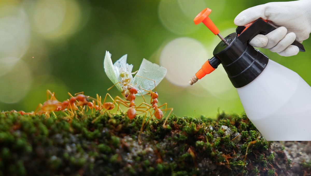 Eliminar hormigas del jardín