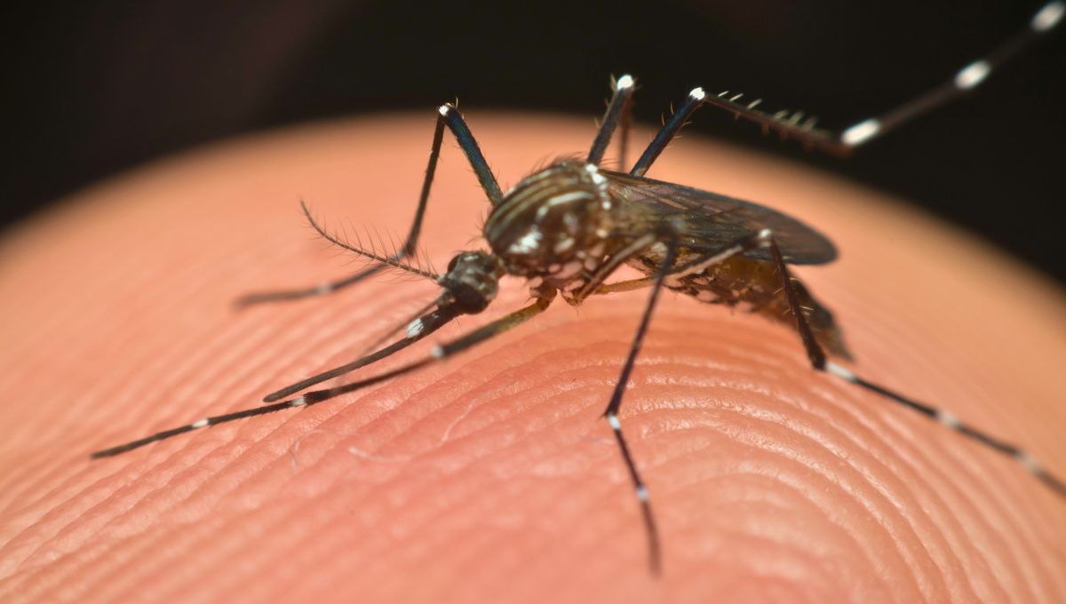 Te explico por qué los mosquitos pican más en los pies y tobillos. Te explico por qué los mosquitos pican más en los pies y tobillos. 