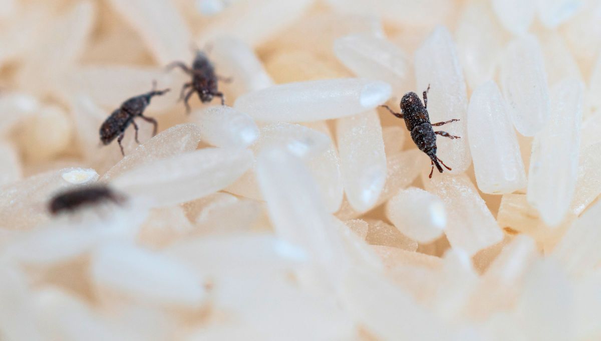 Qué pasa si una persona come la comida con gorgojos sin darse cuenta