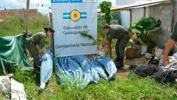 Secuestraron 19 plantas de marihuana en una casa de Urdinarrain