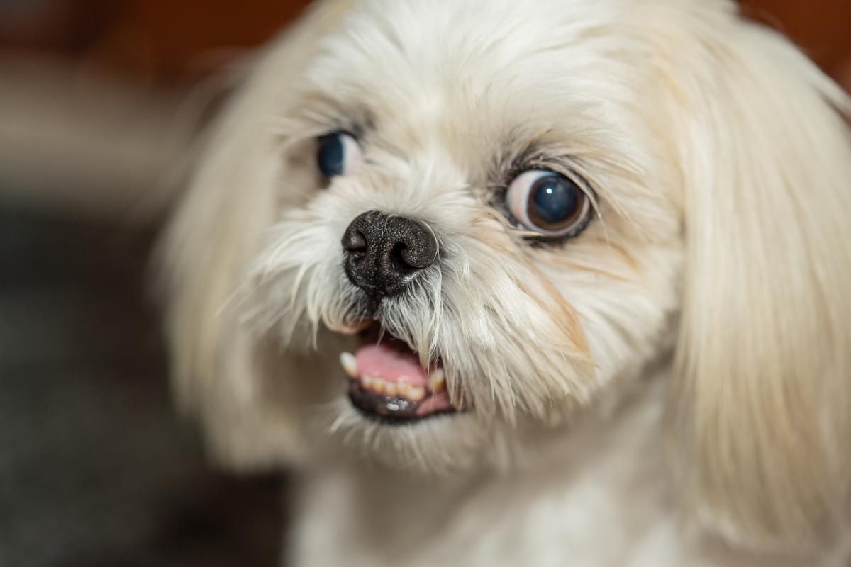 Perros con cabeza grande: la condición que puede darse en los ojos y genera diversos problemas Perros con cabeza grande: la condición que puede darse en los ojos y genera diversos problemas