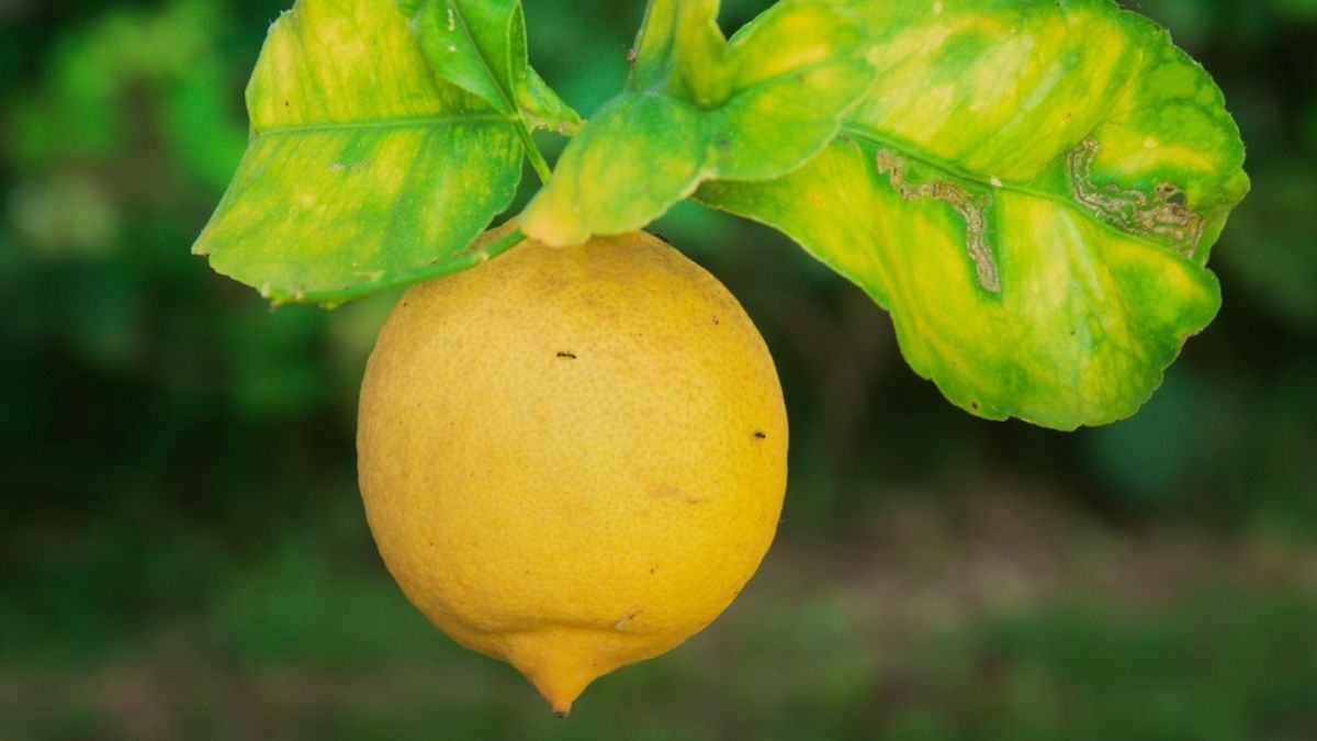 Árboles frutales: esto significa que tenga hojas amarillas.