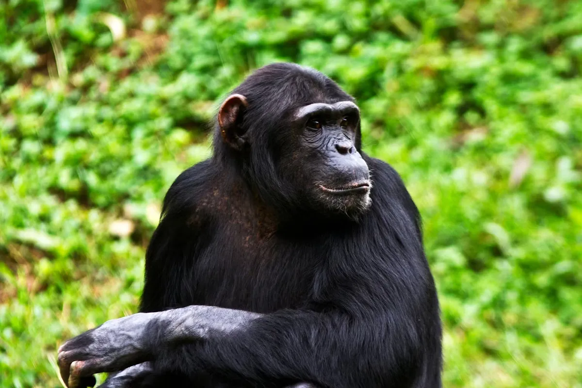 Frente a un problema, los chimpanc&eacute; comienzan a "pensar en pensar".