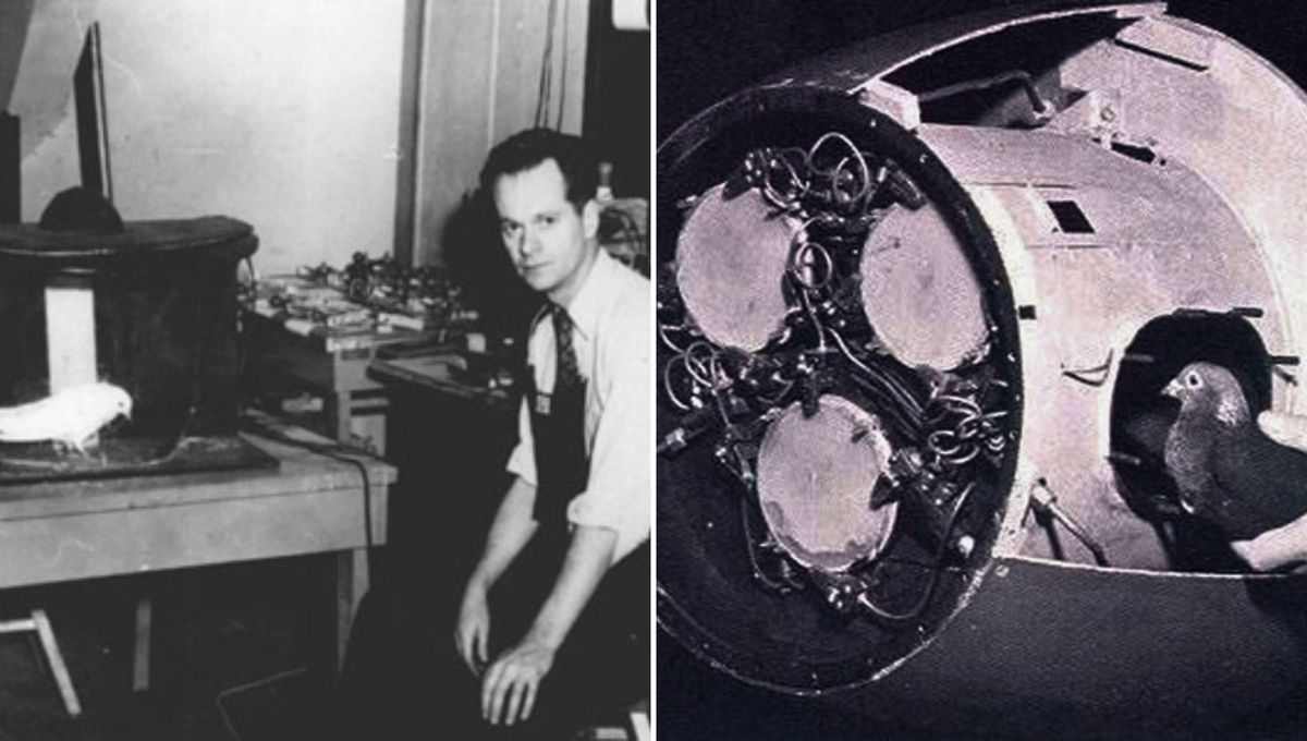 Skinner logr&oacute; entrenar a las palomas para que picotearan 10.000 veces en 45 minutos sin parar.