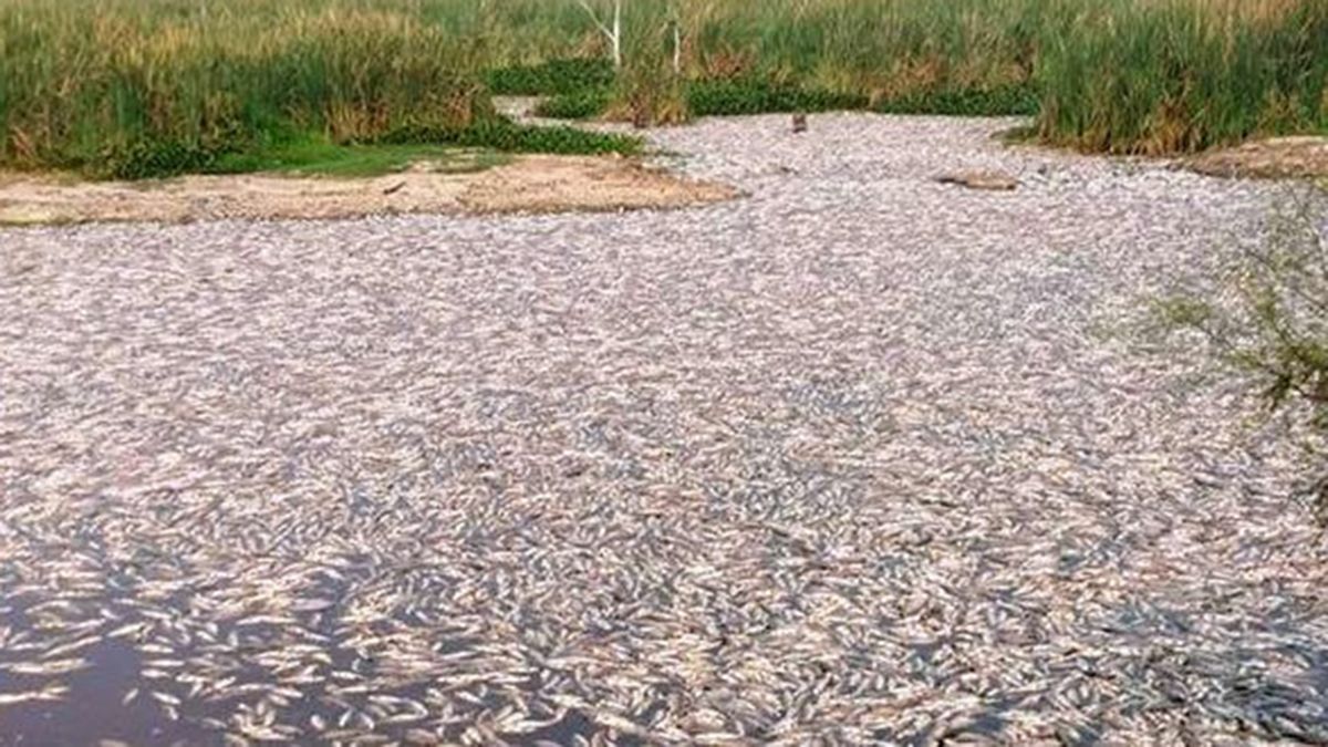 El cierre de compuertas y la sequía que afecta al Gran Chaco provocó la muerte de millones de peces que aparecieron en un gran humedal.