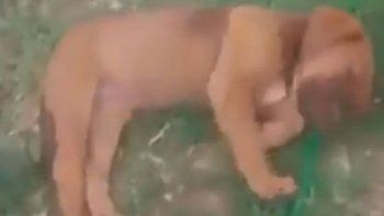 Se hace el muerto para que no lo bañen