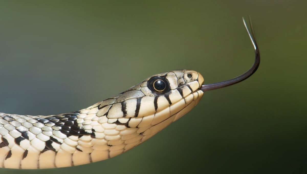 Día Mundial de la Serpiente: ¿por qué se celebra el 16 de julio?