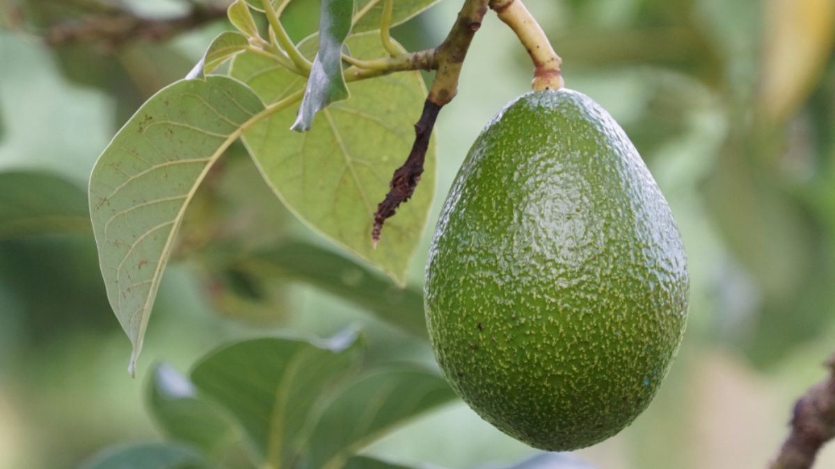 Árbol de palta: cómo hacer que la planta estalle de aguacates con un sencillo truco de jardinería