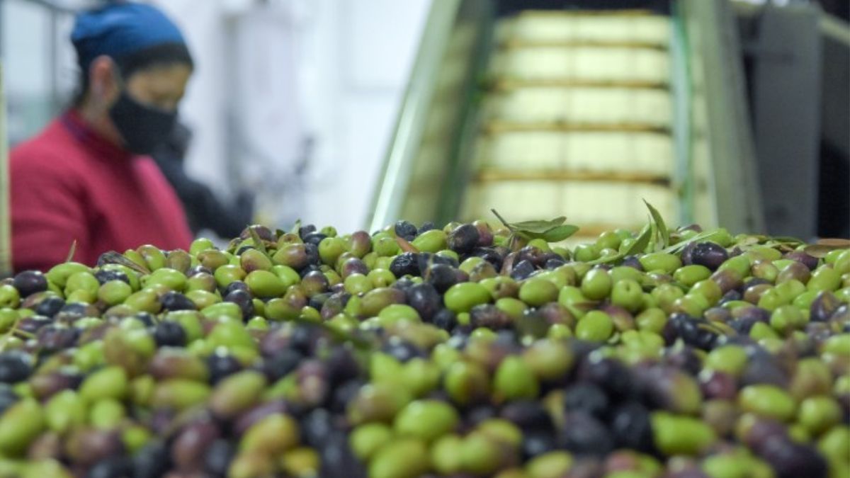 El aceite de oliva Oculto que se fabrica en la facultad de Ciencias Agrarias de la UNCuyo