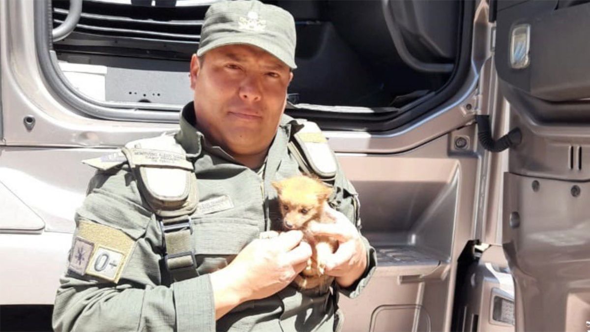 Un efectivo de Gendarmería junto al pequeño zorro.