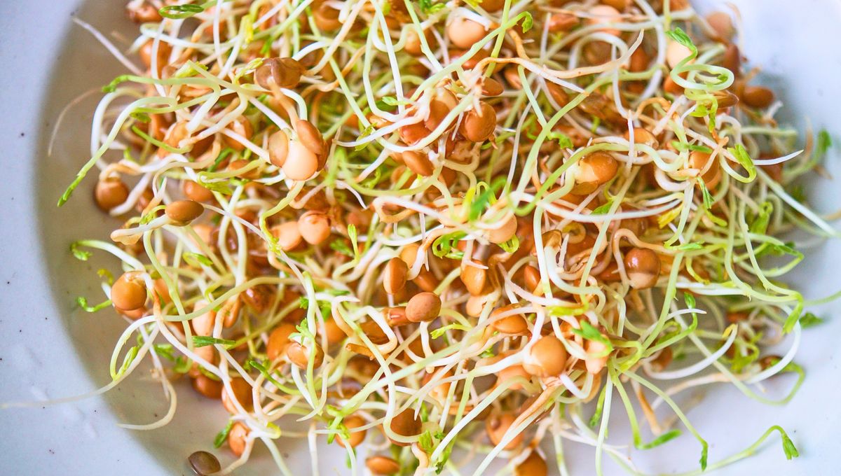 También puedes plantar directamente las lentejas en la tierra, pero tardan un poco más en crecer. También puedes plantar directamente las lentejas en la tierra, pero tardan un poco más en crecer.