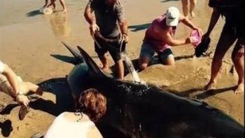 Al rescate de un tiburón blanco