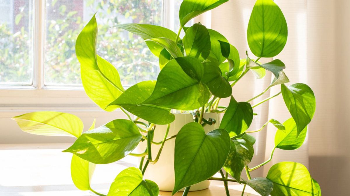 Cuidados y trucos para el potus.&nbsp;