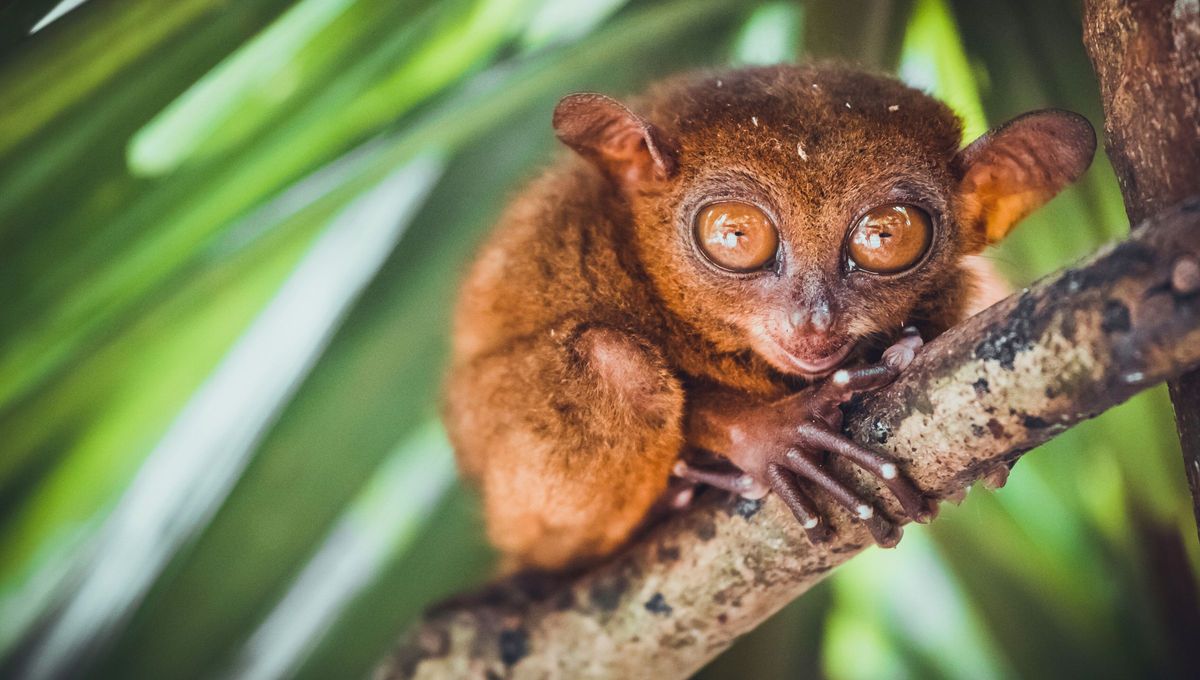 El animal con ojos enormes, cabeza de 
