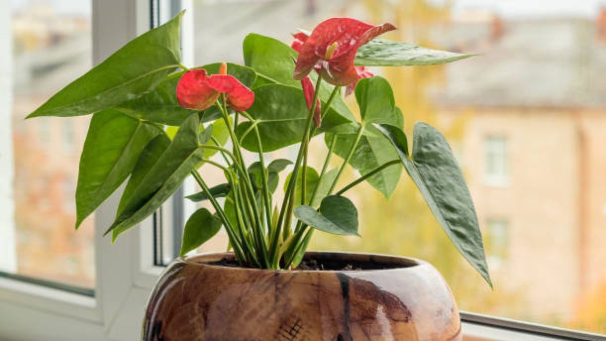 Anturio, la planta que no puede faltarte este invierno.