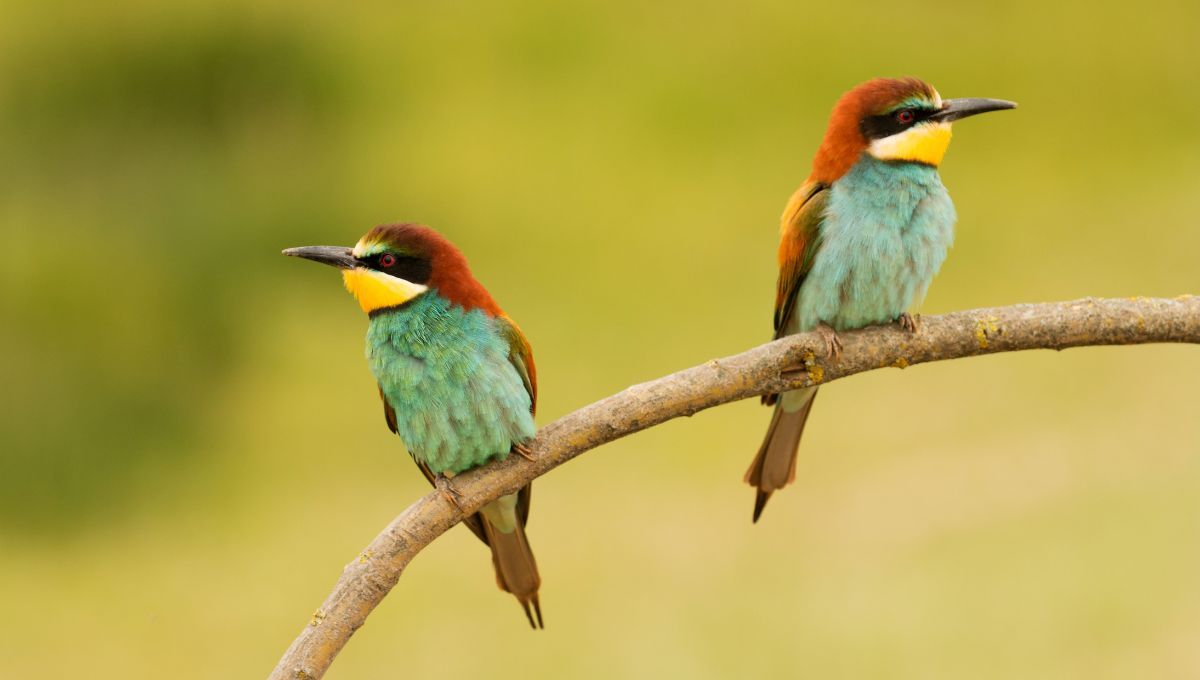 El país con más aves está en América del Sur: posee especies únicas en el mundo