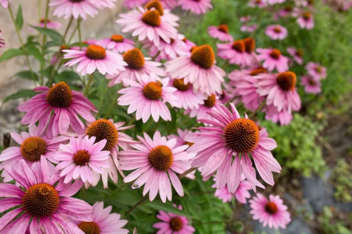 Equináceas Equináceas