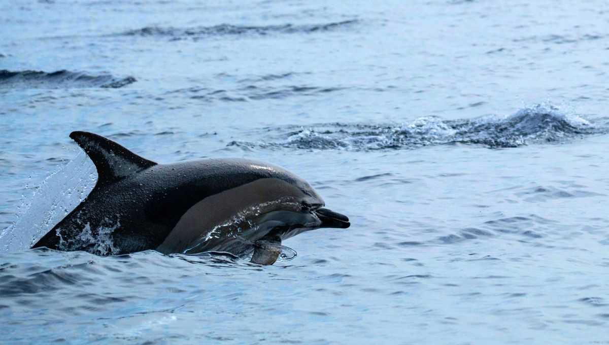 El animal que nunca duerme porque deja de respirar: mantiene medio cerebro despierto para no ahogarse