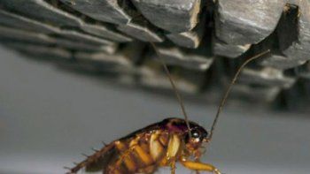 Estas son las razones por las que nos resulta tan difícil matar a una cucaracha