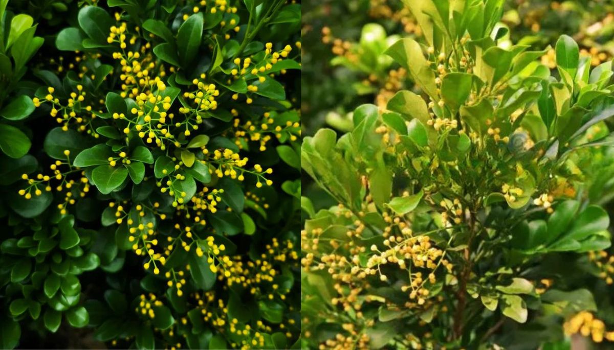 Estos árboles crecen en climas cálidos. Imagen: composición Diario Uno. Estos árboles crecen en climas cálidos. Imagen: composición Diario Uno. 