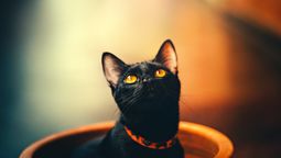 El maullido excesivo del gato es una forma de comunicar sus necesidades.