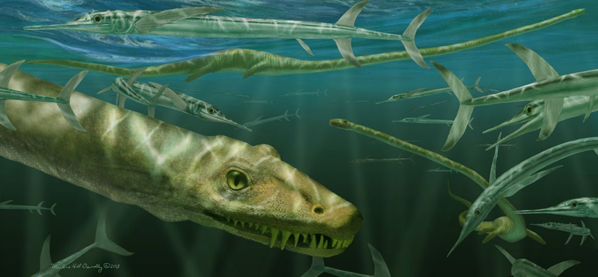 Descubren los huesos de un dragón prehistórico en China